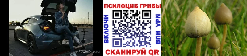 Псилоцибиновые грибы Cubensis  Коркино 